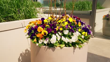 push in shot of a large flower pot containing an array of colorful flowers, adding vibrancy to the surroundings