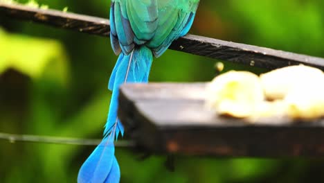 Andenmotmot--Tropischer-Bunter-Schluchtvogel-Andensperling