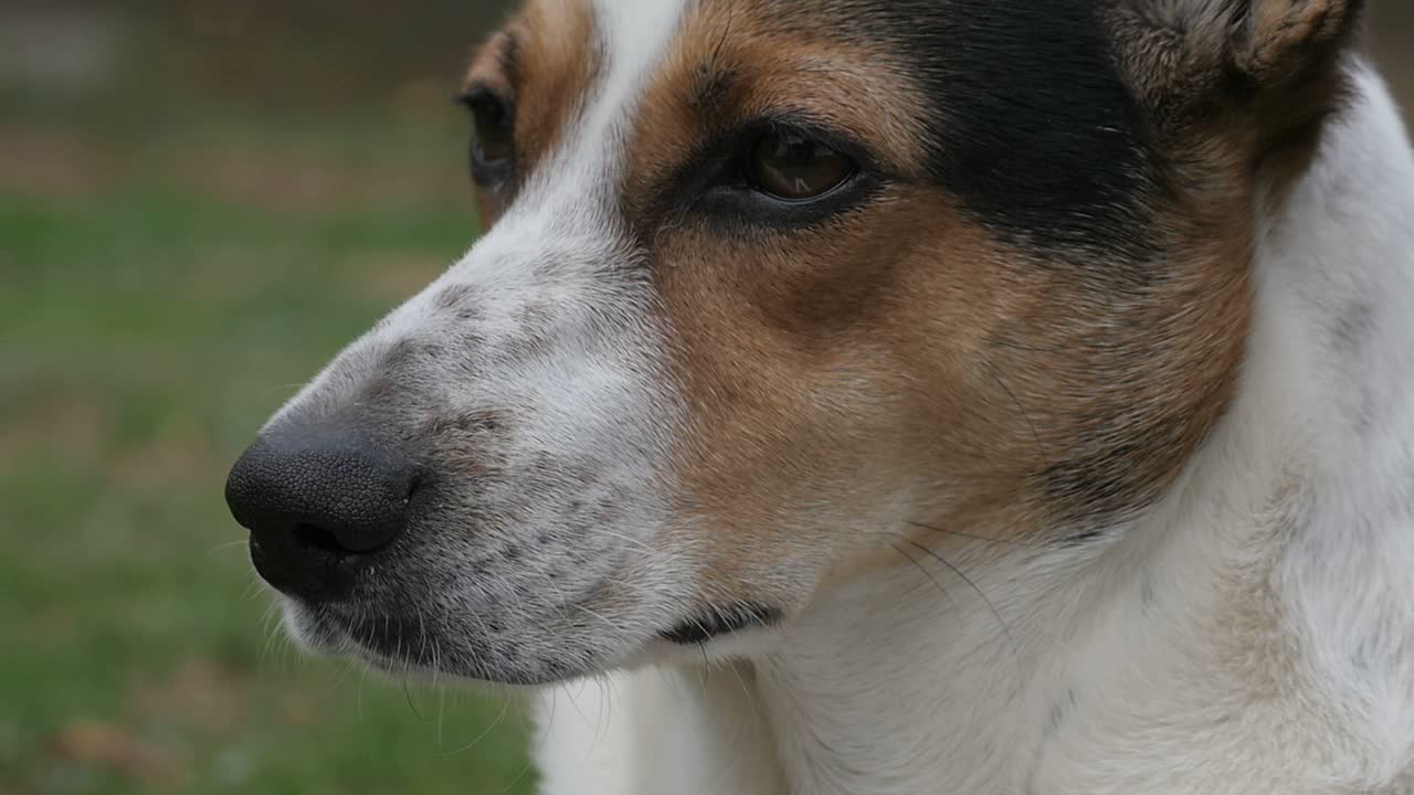 Close up of a pretty brown and white dog blinking in the garden, slow motion