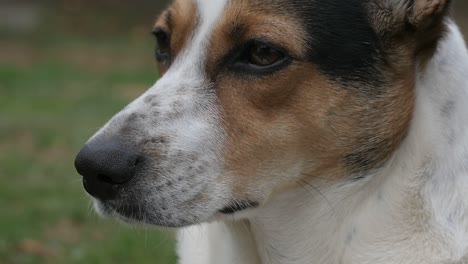 close up of a pretty brown and white dog blinking in the garden, slow motion