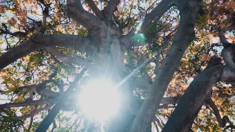 photography,-rain-forest,-rain-forest-tree,-rainforest,-rock,-route,-scenery,-south,-treetops,-tropical-background,-tropical-island