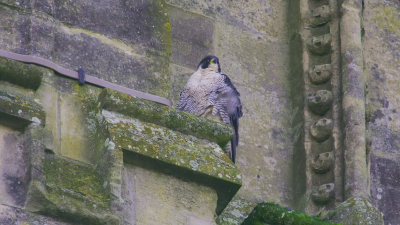 Falco pellegrino femmina appollaiato sulla Cattedrale di Salisbury che scruta i dintorni, catturato in primo piano mentre mostra un comportamento di caccia attento in un ambiente di fauna selvatica urbana a Salisbury, Inghilterra
