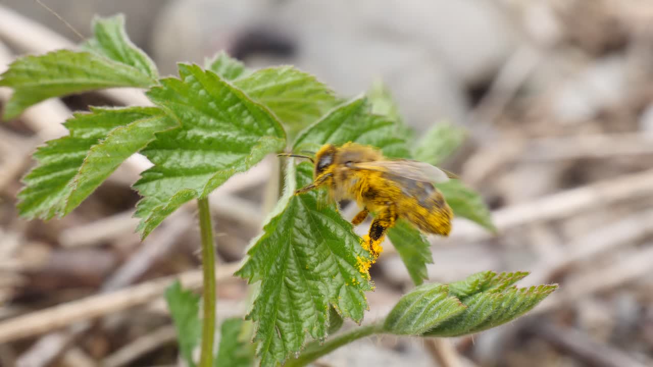 fotografía de cerca de una abeja limpiándose del polen en una planta verde
