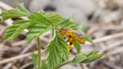 Close-up-shot-of-a-bee-cleaning-itself-from-pollen-on-a-green-plant