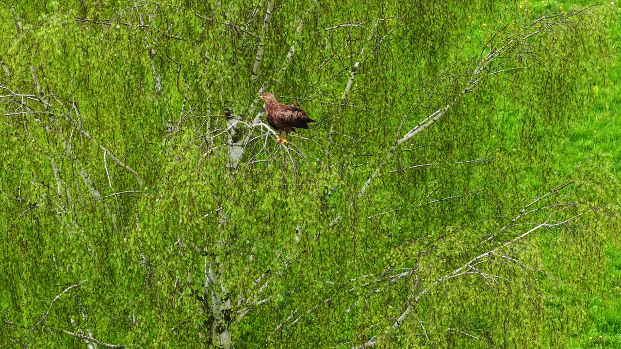 Perched hawk sits still on green leaved tree branch, scanning surroundings in quiet alertness