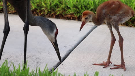 mother sandhill crane feeding juvenile sandhill crane