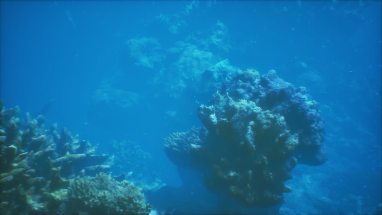 vista bajo el agua de un arrecife de coral
