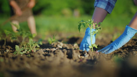 a woman plants a cabbage seedling work on the farm concept 4k video