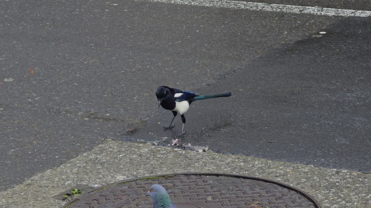 Gorgeous Magpie Eating On A Wet Road Next To A Sewer And Group Of Pidgeons