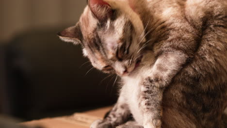 an adorable short-hair domestic pet cat cleaning his fur by licking - slow motion