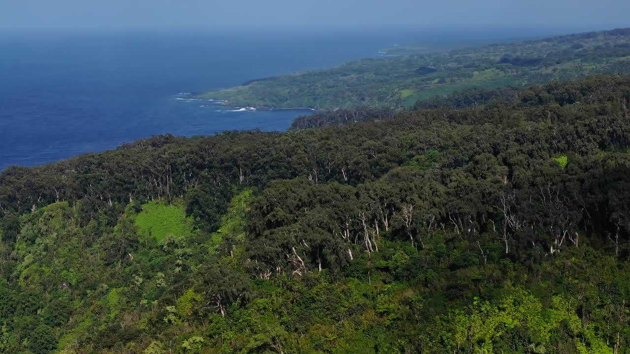 прибрежный лес с воздуха
