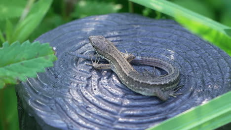lagarto de hierba japonés descansando en un parque de vida silvestre en tokio, japón