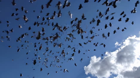flock of birds in flight