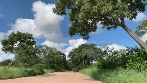 Tilt-up-from-sandy-dry-African-riverbed-to-large-trees-that-border-it