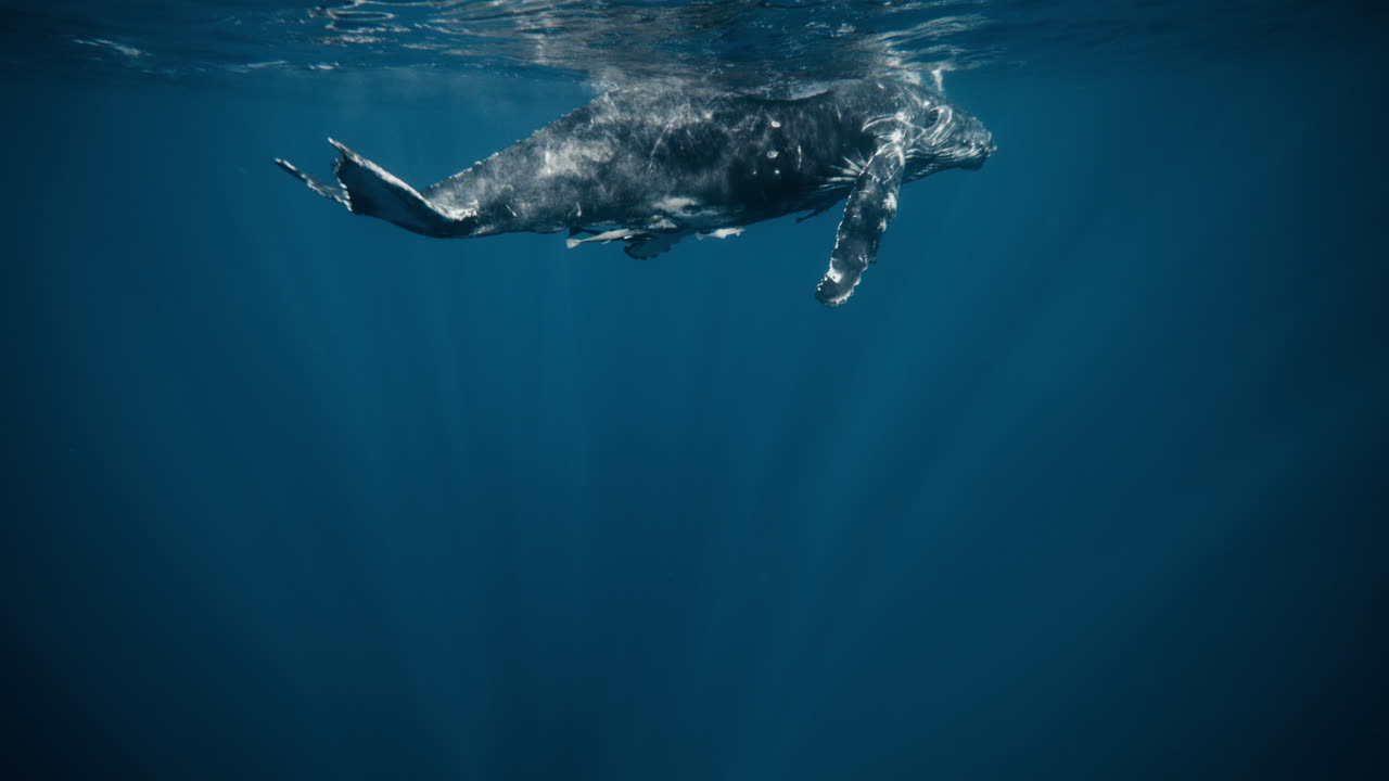 A humpback whale swims close below the surface, rippled sunlight dancing across its back, remoras along belly