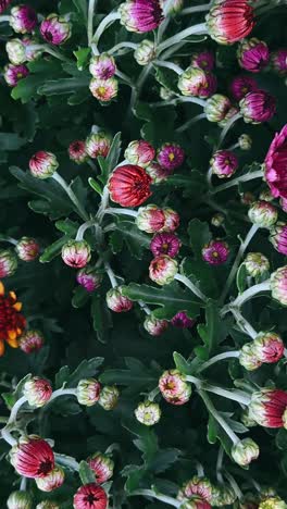 close-up view of colorful chrysanthemum flowers in bloom