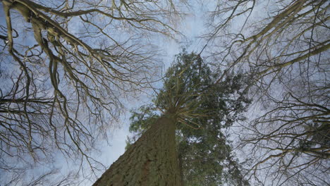 Rotating-Shot-looking-skyward-at-the-snow-laden-branches-of-a-forest-canopy-on-a-sunny-winter-day