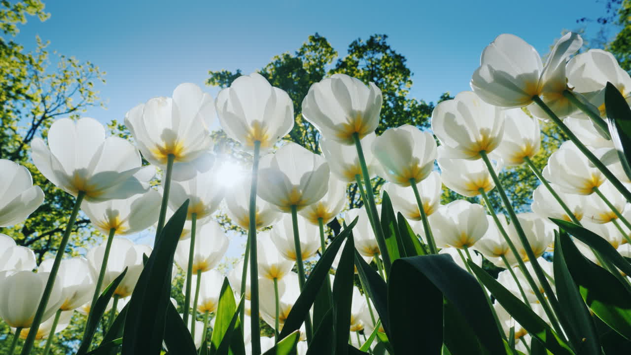태양 아래 흰 튤립