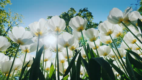 weiße tulpen in der sonne