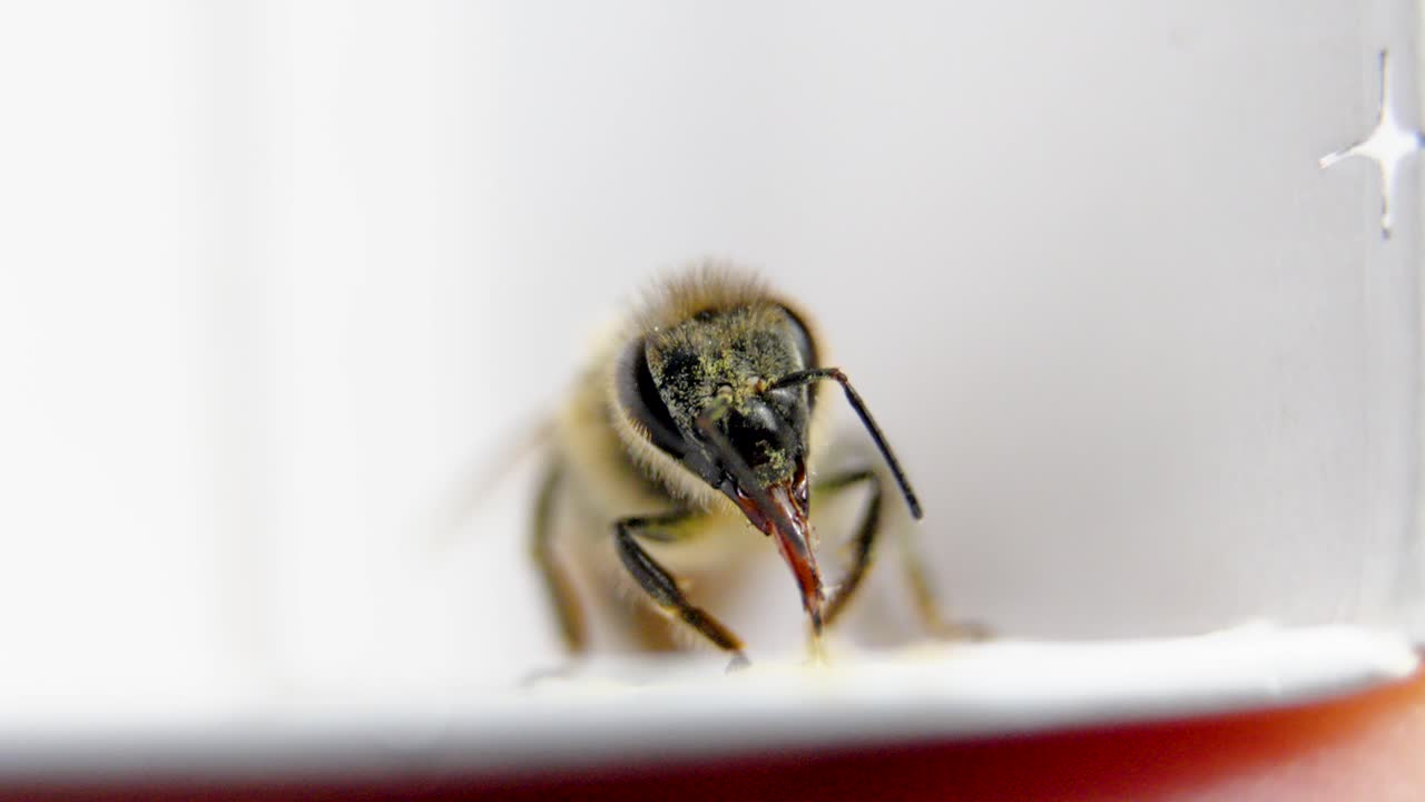 Primo piano molto ravvicinato della testa di un'ape con le sue antenne, polline sul corpo e la proboscide che si muove, su sfondo chiaro.