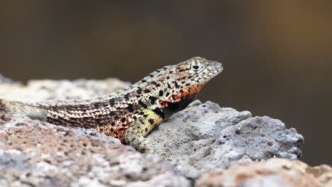 Nahaufnahme-Der-Galápagos-Lava-Eidechse,-Die-Auf-Einem-Felsen-Thront-Und-Sich-In-Der-Sonne-Sonnt