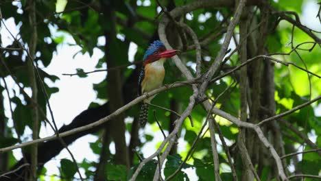 Seen-from-its-front-side-while-facing-to-the-right-with-food-in-its-mouth-as-it-opens-and-closes-its-crest,-Banded-Kingfisher-Lacedo-pulchella,-Thailand