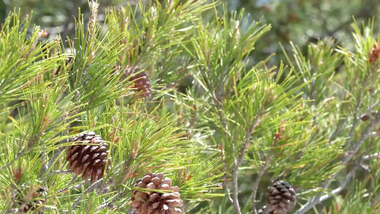 Primer plano de ramas de pino con piñas meciéndose con el viento.