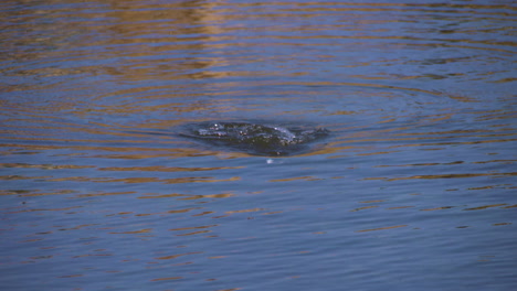 Top-Water-Bass-Schlag-In-Zeitlupe