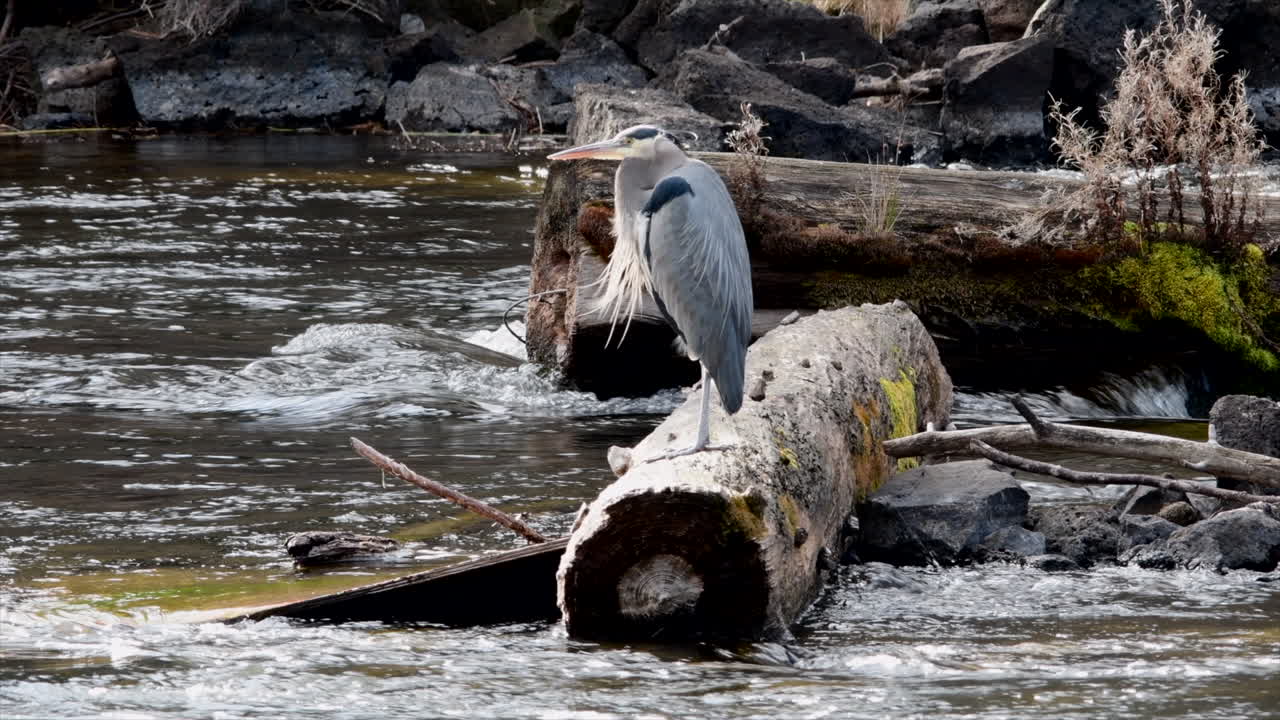 Great Blue Heron on a log on a windy day