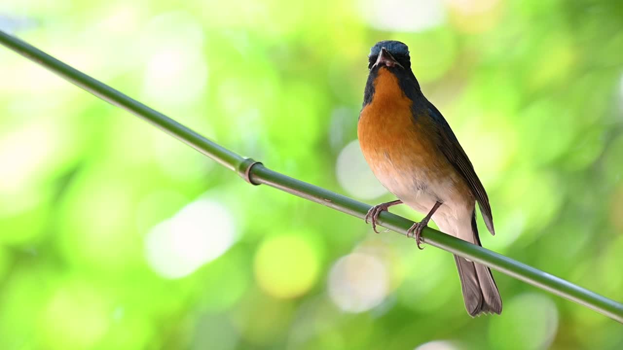 papamoscas azul chino, cyornis glaucicomans, encaramado en una pequeña rama de bambú verde con un fantástico bokeh de fondo verde, cabeza arriba y mira directamente a la cámara