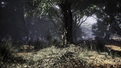 forest landscape with dense trees and undergrowth during daylight hours