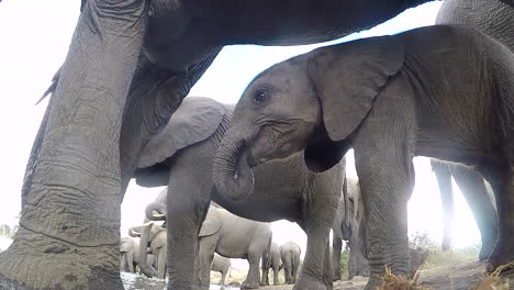 ground view of baby elephant drinking with herd, adult steps on camera