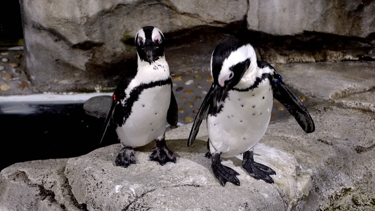 dos pingüinos africanos parados en la roca dentro del acuario sendai umino-mori en japón