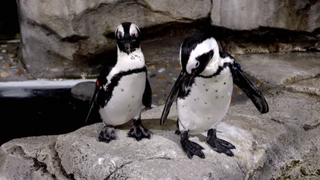 two african penguins standing on the rock inside sendai umino-mori aquarium in japan