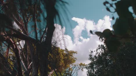 Large,-fluffy,-white-clouds-float-off-in-a-beautiful,-sunny-sky-behind-layers-of-leaves,-bushes-and-trees-blowing-in-a-slow-but-powerful-wind