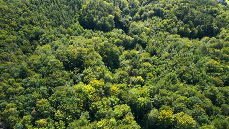 top down aerial - beautiful green forest visible from the treetops above - natural green spaces close to the city - green space in the city - climate balance