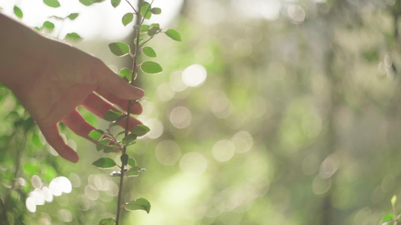 농작물 부드러운 여자 들 이  ⁇  에서 나 ⁇ 가지 를 만지고 있다