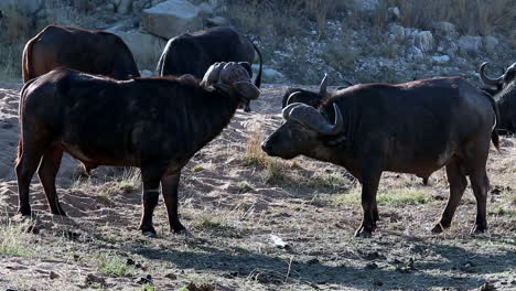 Zwei-Männliche-Afrikanische-Kaffernbüffel-Halten-Sich-Im-Sparringskampf-Die-Hörner