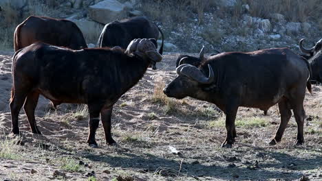 two male african cape buffalo lock horns in sparring match