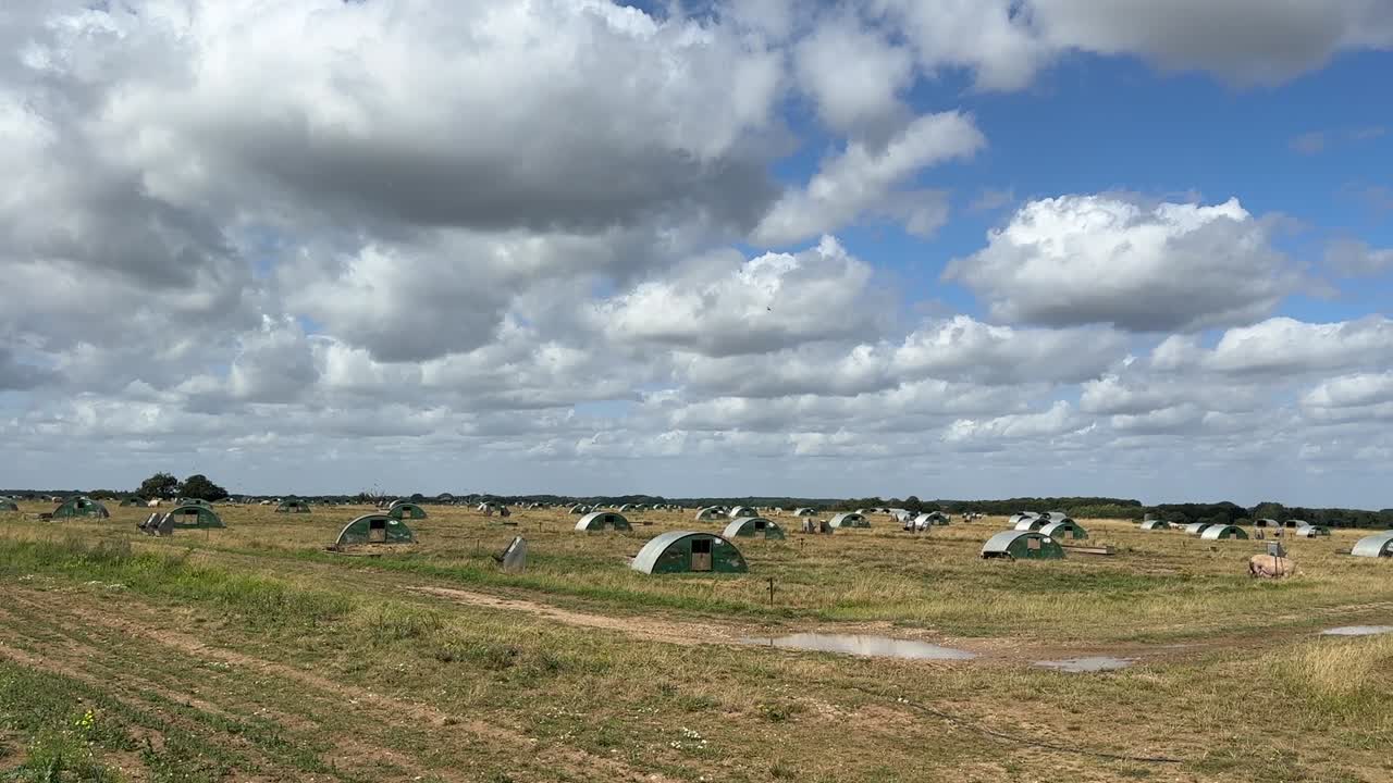 granja de cerdos en el condado de suffolk, reino unido.