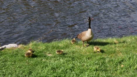 goslings eat in grass around mother goose as she looks into the distance in front of a flowing pond