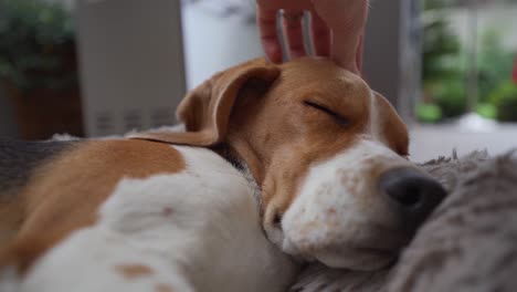 young beagle dog being petted while sleeping in bed