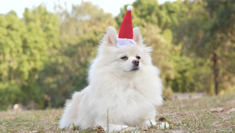 pomeranian with christmas hat lying in the park