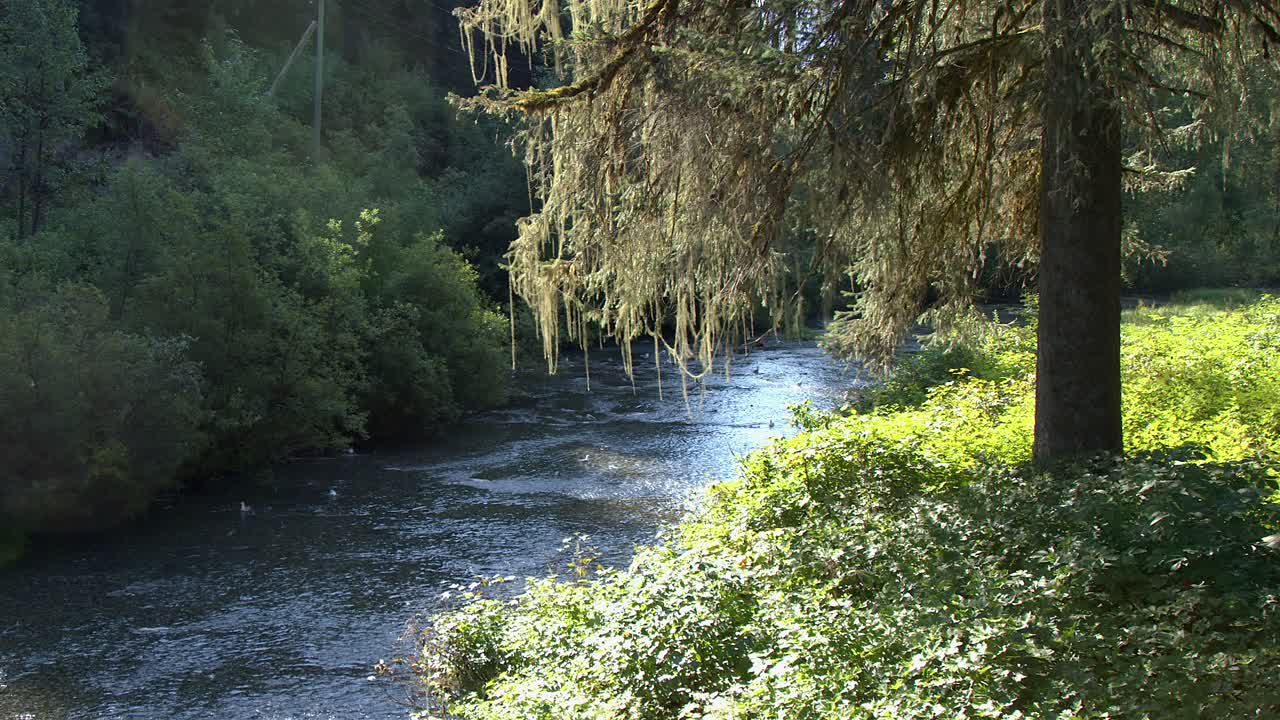 el líquen retroiluminado cuelga de un enorme árbol de coníferas sobre un arroyo de salmón poco profundo