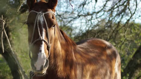 chestnut horse with bridle standing in sunlit pasture, close-up