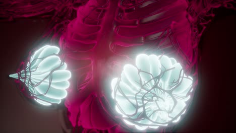 cuerpo humano con brillo visible glándula mamaria