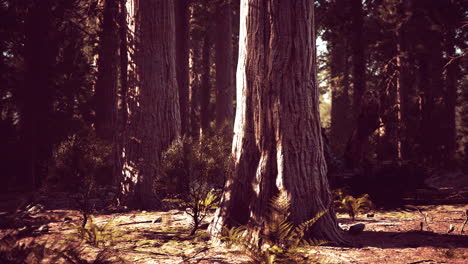 giant sequoias forest of sequoia national park in california mountains