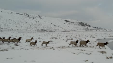 Una-Toma-De-Drones-En-4k-En-Vuelo-Bajo-De-Una-Enorme-Manada-De-Alces,-Corriendo-Juntos-Como-Un-Grupo-Sobre-Las-Llanuras-Del-Parque-Nacional-Grand-Teton,-Justo-Al-Norte-De-Jackson,-Wyoming.