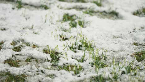 delicate snowdrops and green grass peeking from under the fresh snow