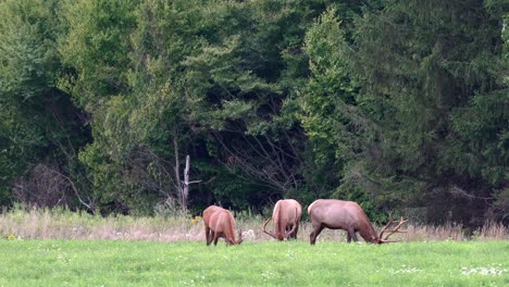 three bull elk grazing in a grassy meadow in the early evening